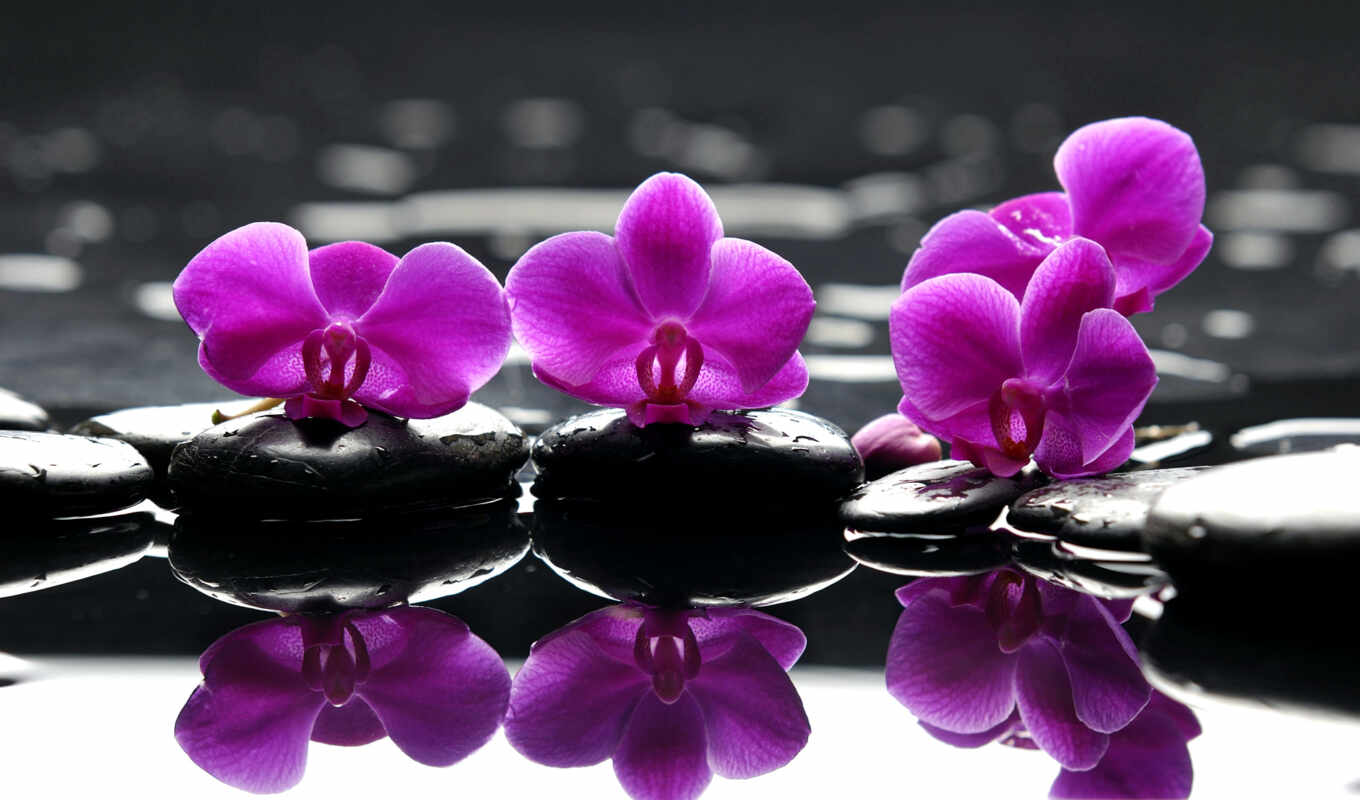 орхидея, картины, орхидеи, cvety, доставка, фиолетовые, модульные, фотопанно, manufacture, фотообои
