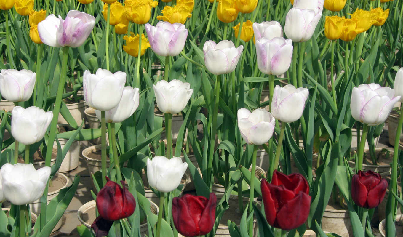 white, red, tulip