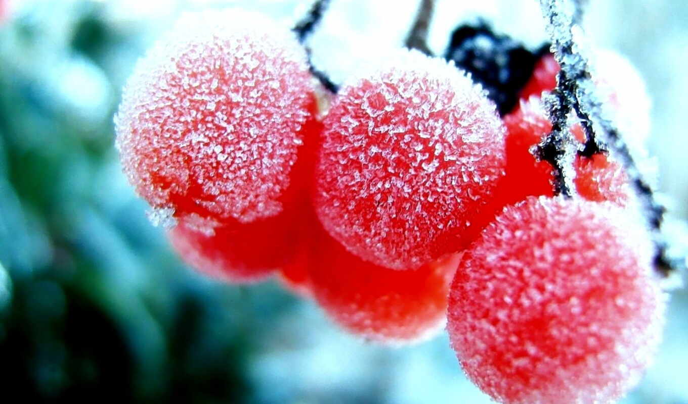 nature, red, macro, frost, snow, winter, daily, branch, berry, ashberry