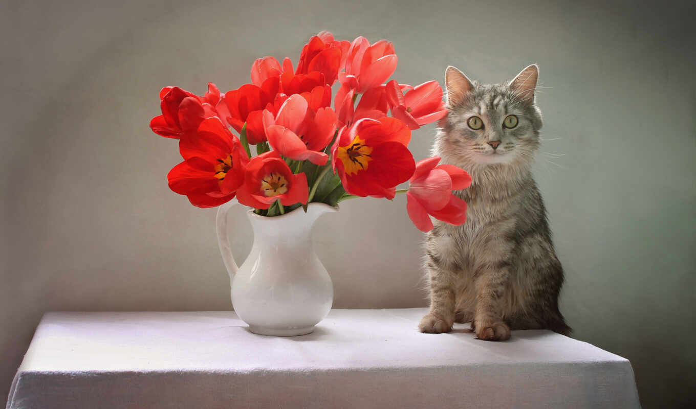 cool, cat, beautiful, tulip