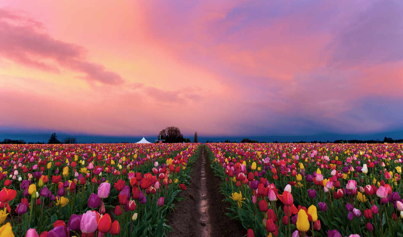 sky, flowers, field, landscape, pink, tulip