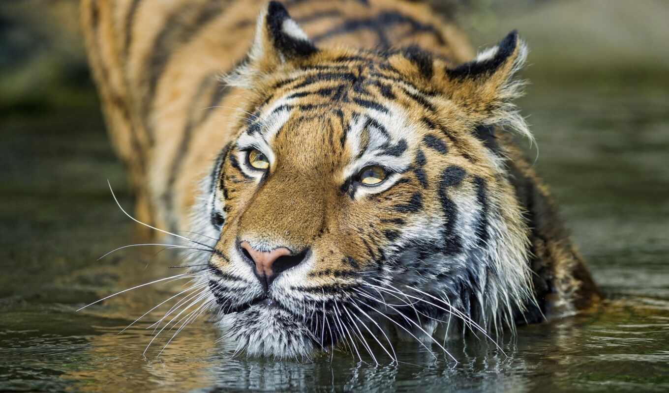 water, кот, тигр, морда