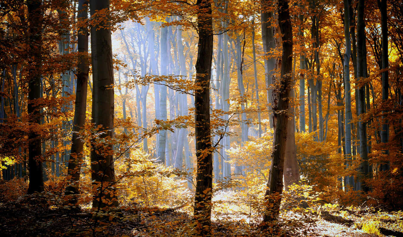 природа, трава, лес, осень, желтые, туман, оранжевые, деревя, листья