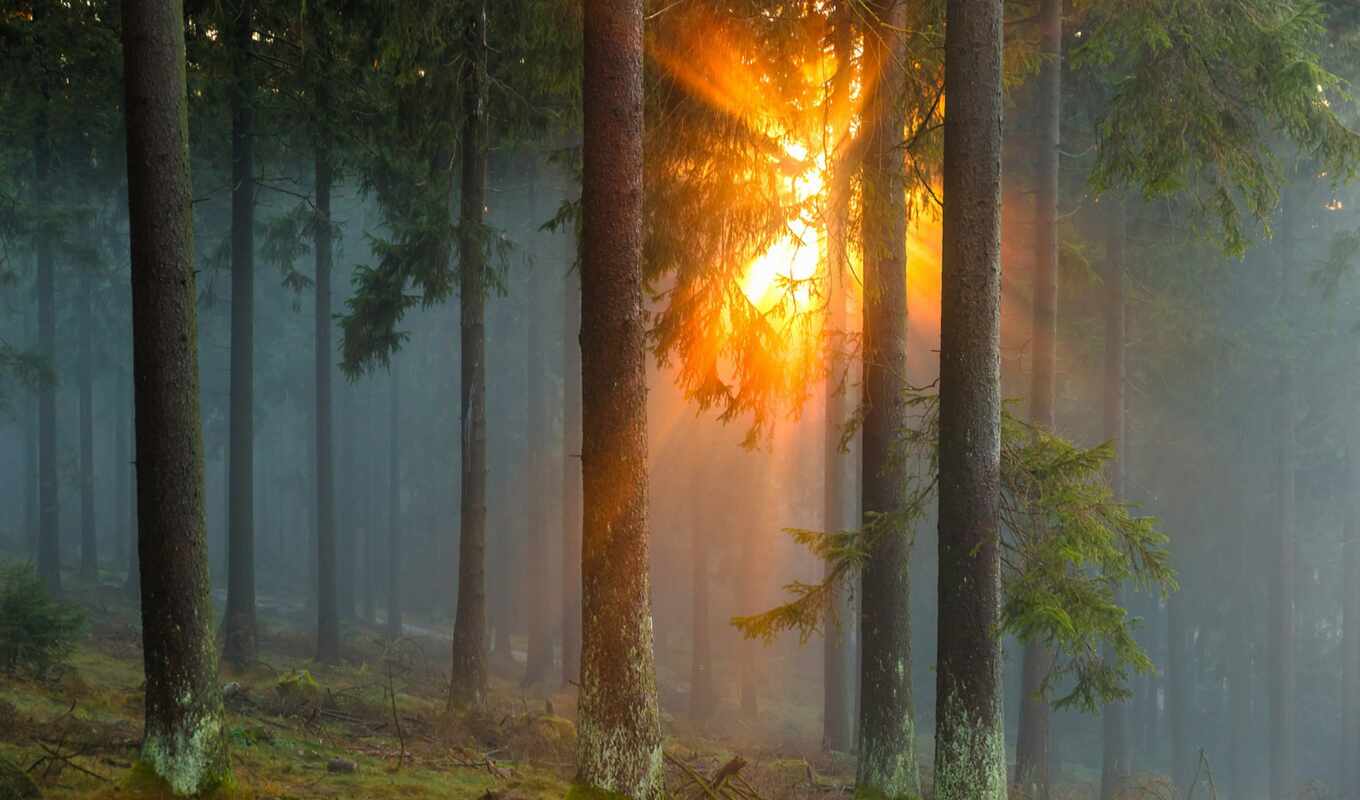 sun, лес, trees, туман, ray
