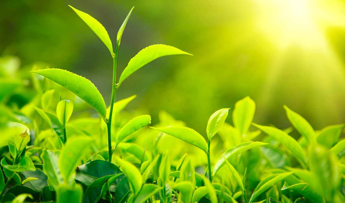 sheet, sun, light, green, foliage, green, tea