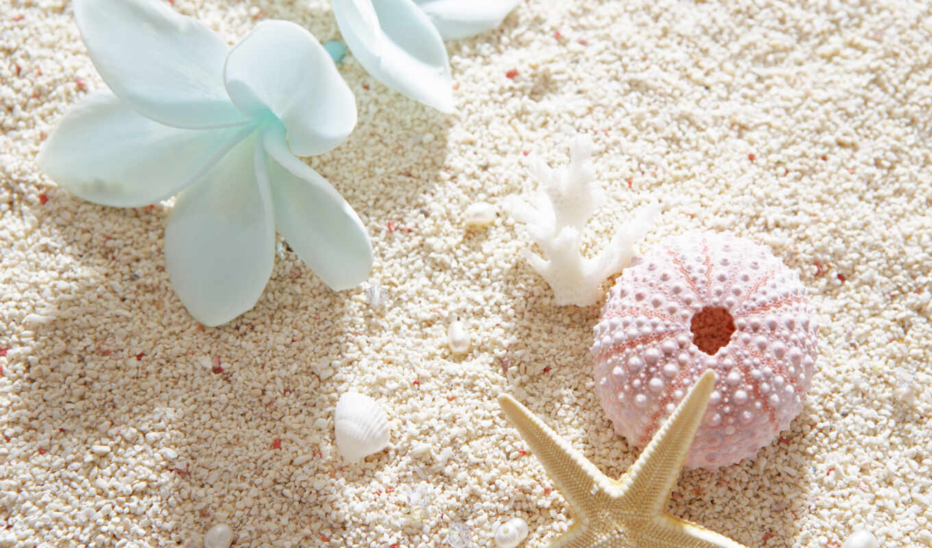 summer, large format, sand, shells, mood, cvety