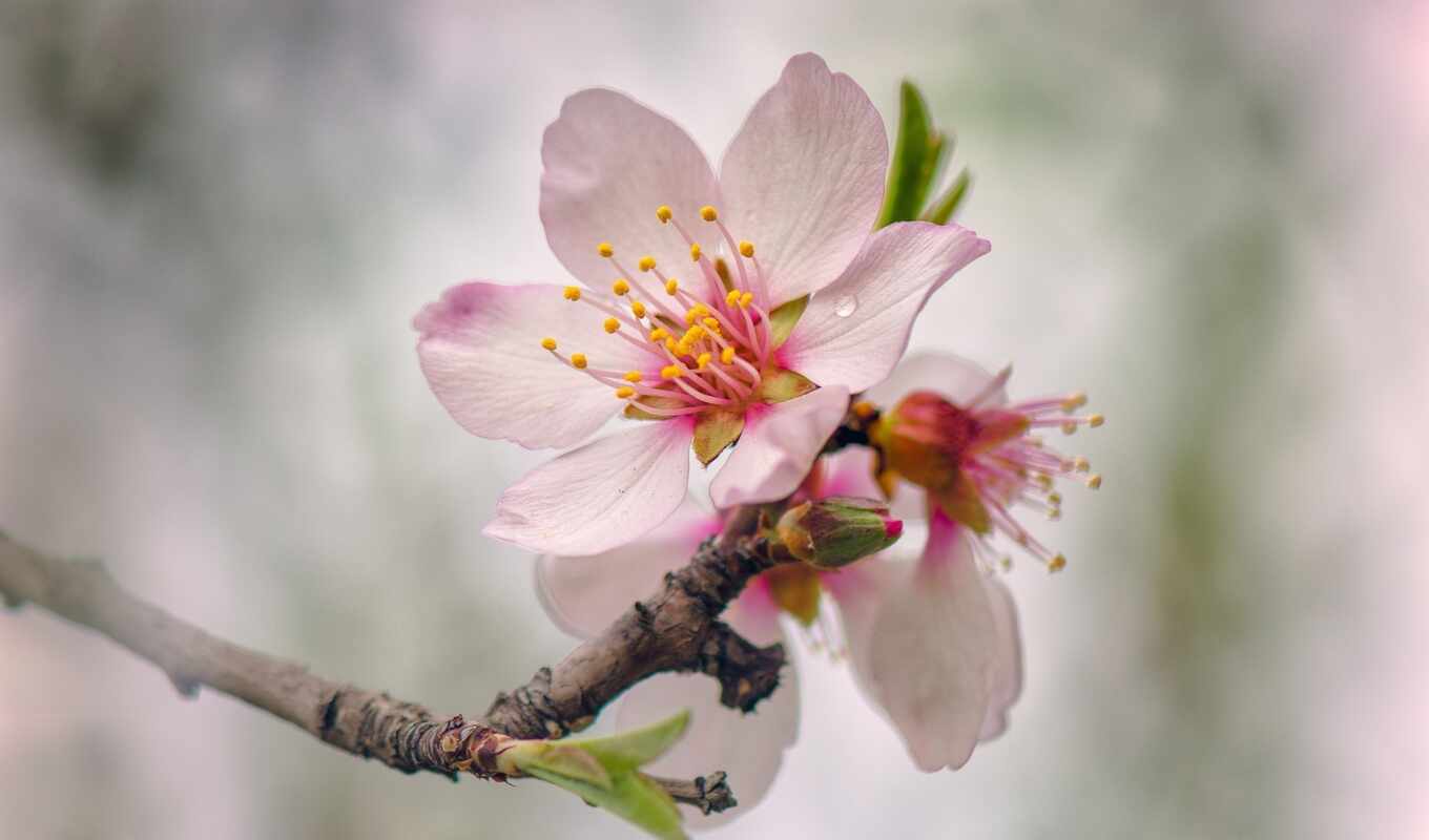 branch, весна, цветение, funart