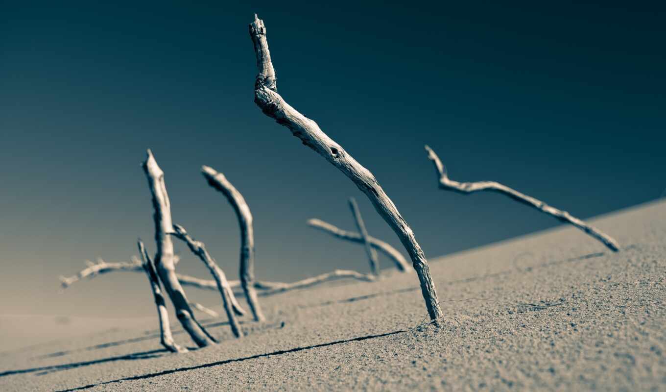 tree, field, dead, sand, blurring, depth