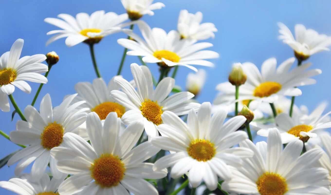 sky, flowers, daisy, margarida, flora