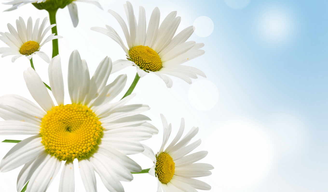 flowers, field, spring, daisy, chamomile, royalty