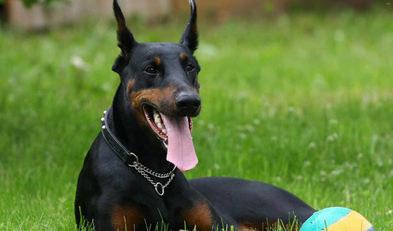 grass, dog, doberman, pinsch