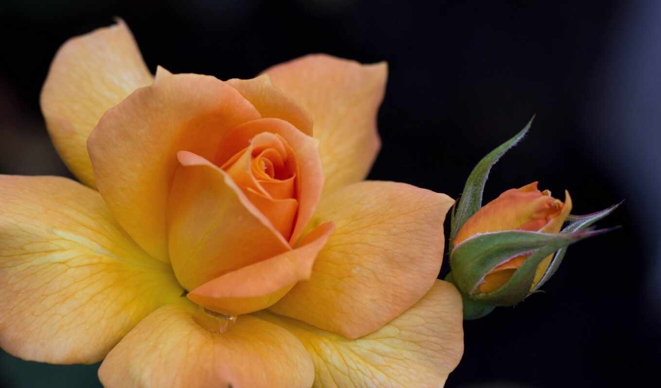 high, роза, фон, widescreen, wide, definition, flowers, оранжевый, tulips