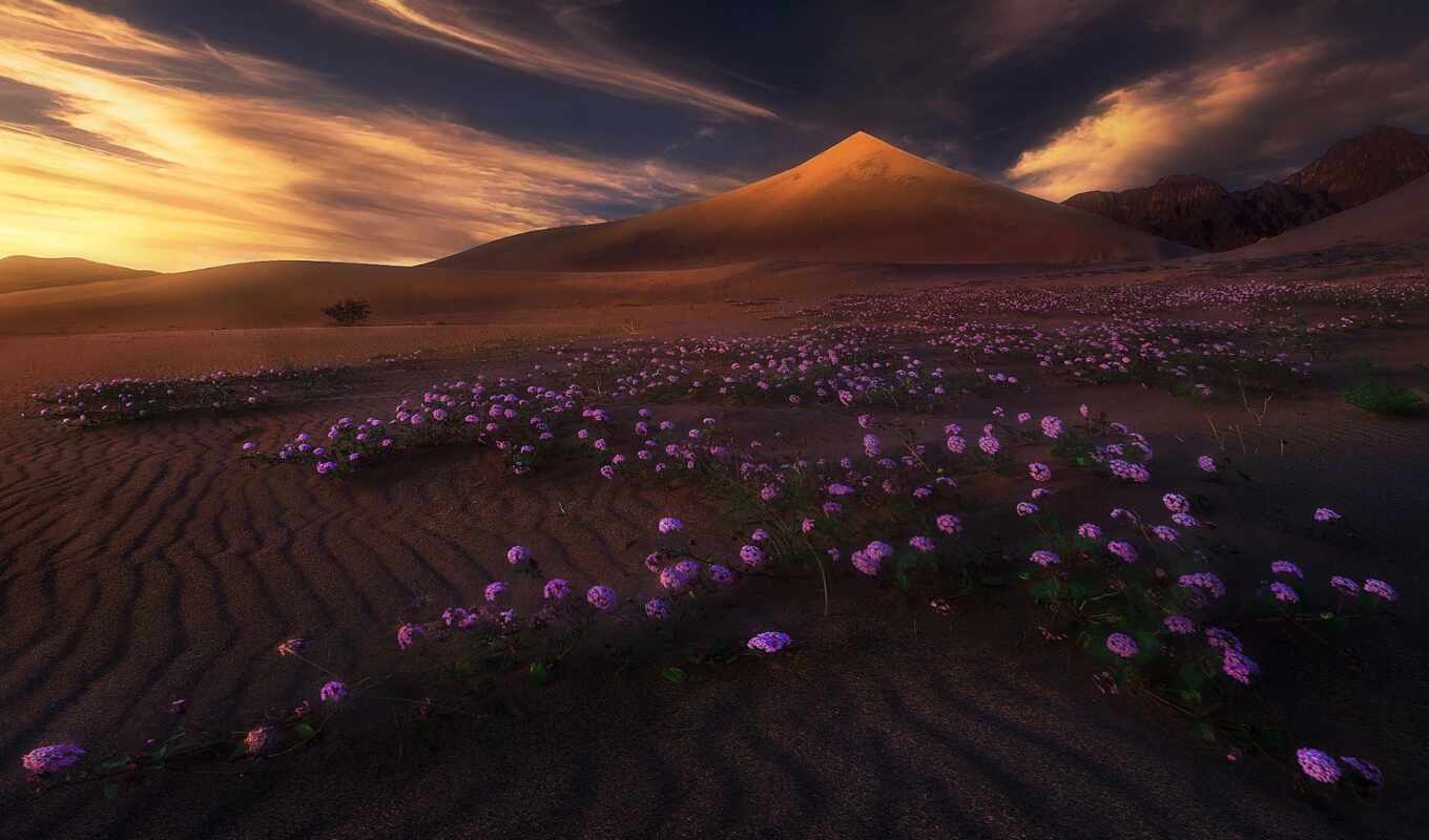 пустыня, landscape, природа, гора, цветы, песчаный, облако, свет