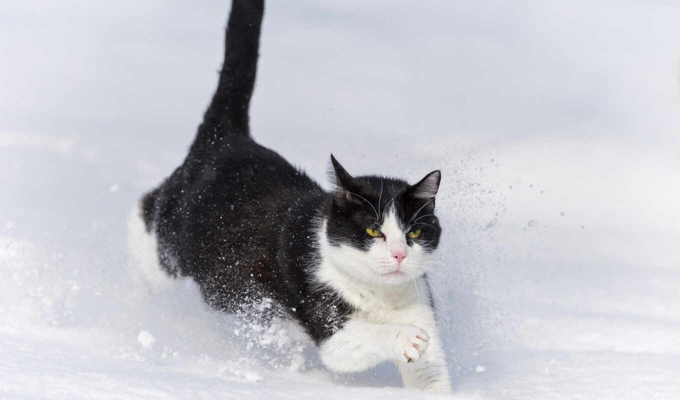 снег, кот