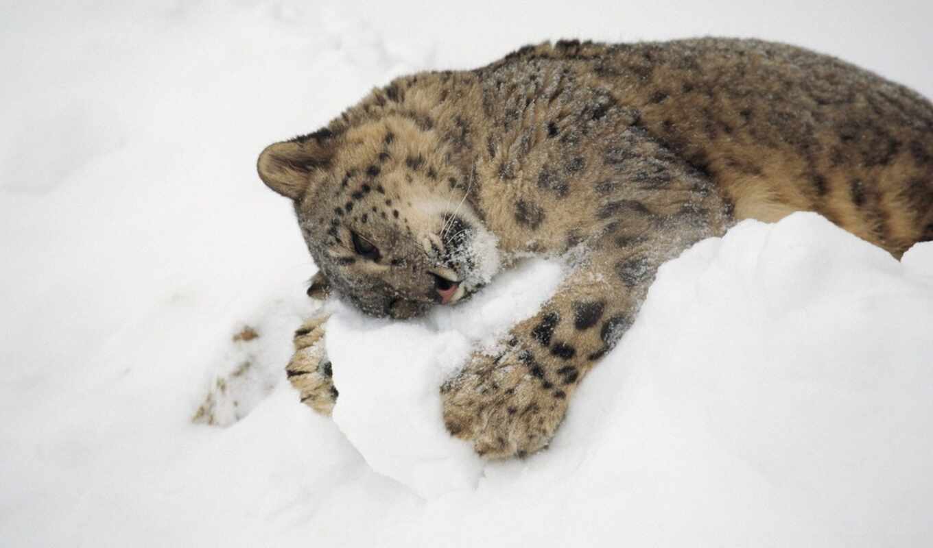 nature, snow, cat, leopard, animal, baby, a mammal