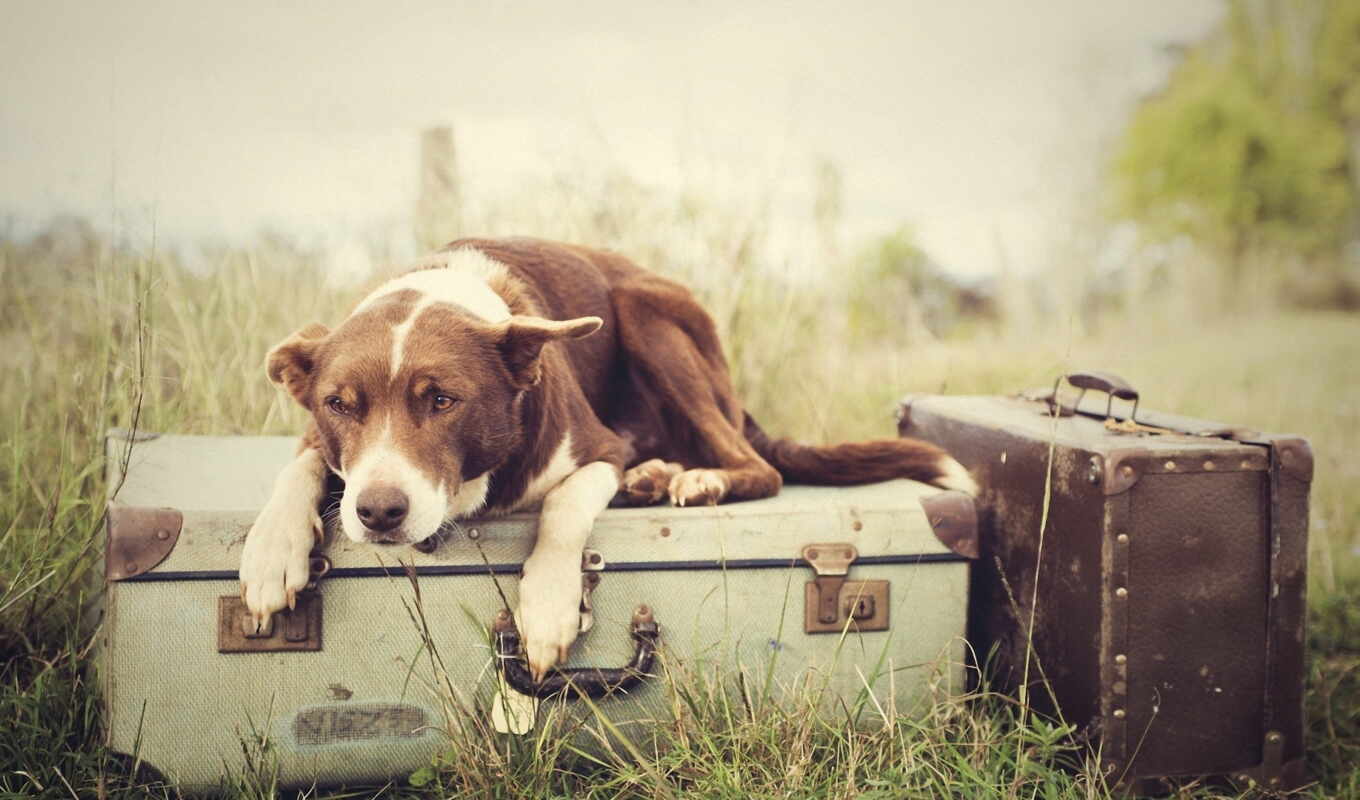lies, dogs, vzglyad, sad, suitcases, dog