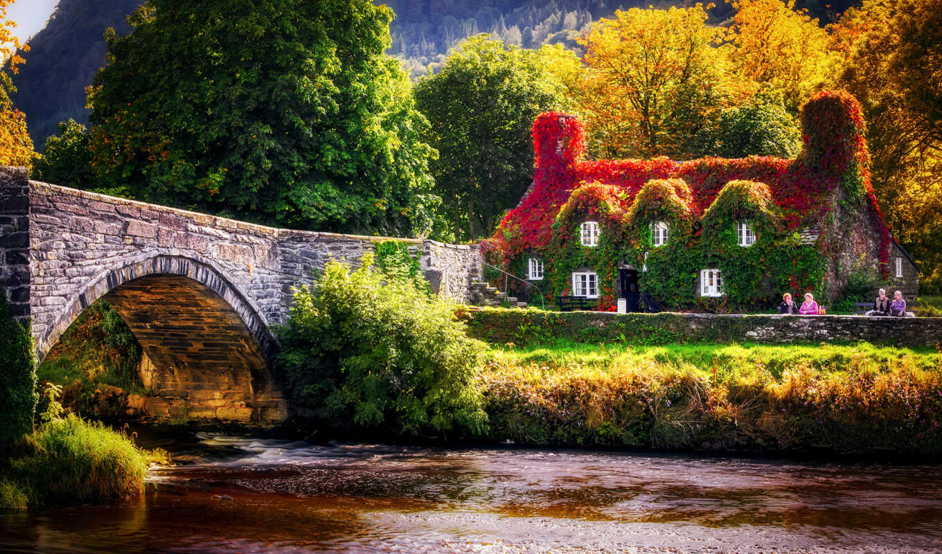 rica, costa, pin, paysage, wales, pays, galles, conwy, llanrwst, allemagne, пальмовый