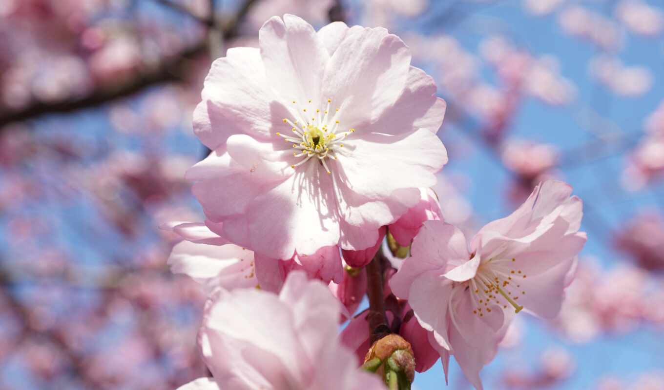flowers, white, petals, have, cherry, branch, spring, blossom, permission, prunus