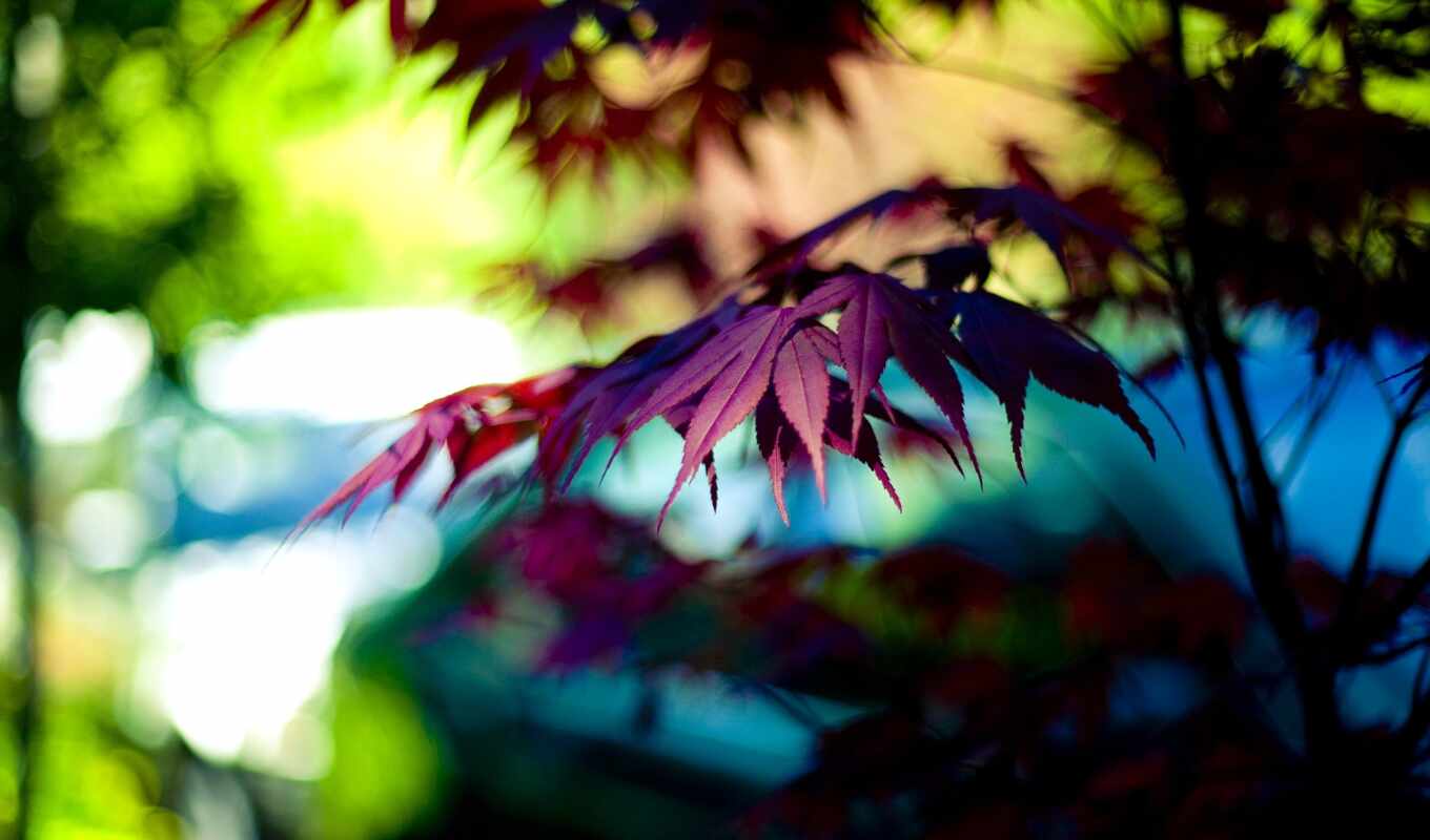 nature, sheet, background, red, purple, autumn, maple, plant, leaf