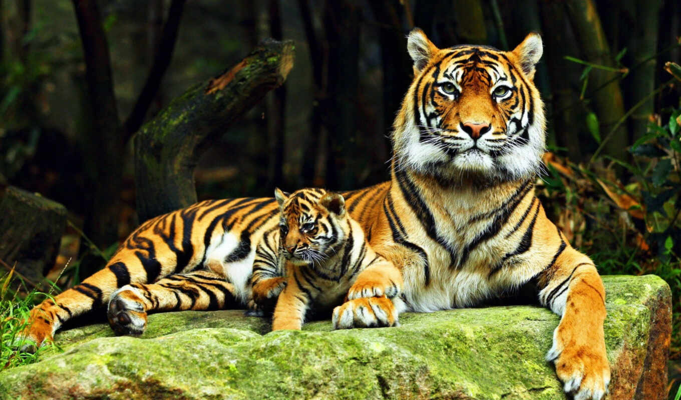 background, tiger, animal
