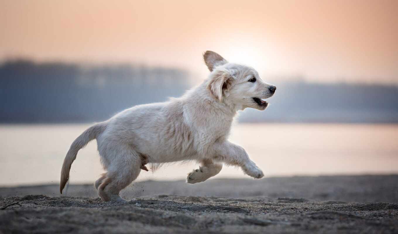 background, sunset, group, cute, dog, puppy, breed, Labrador, run, retriever, screensaver