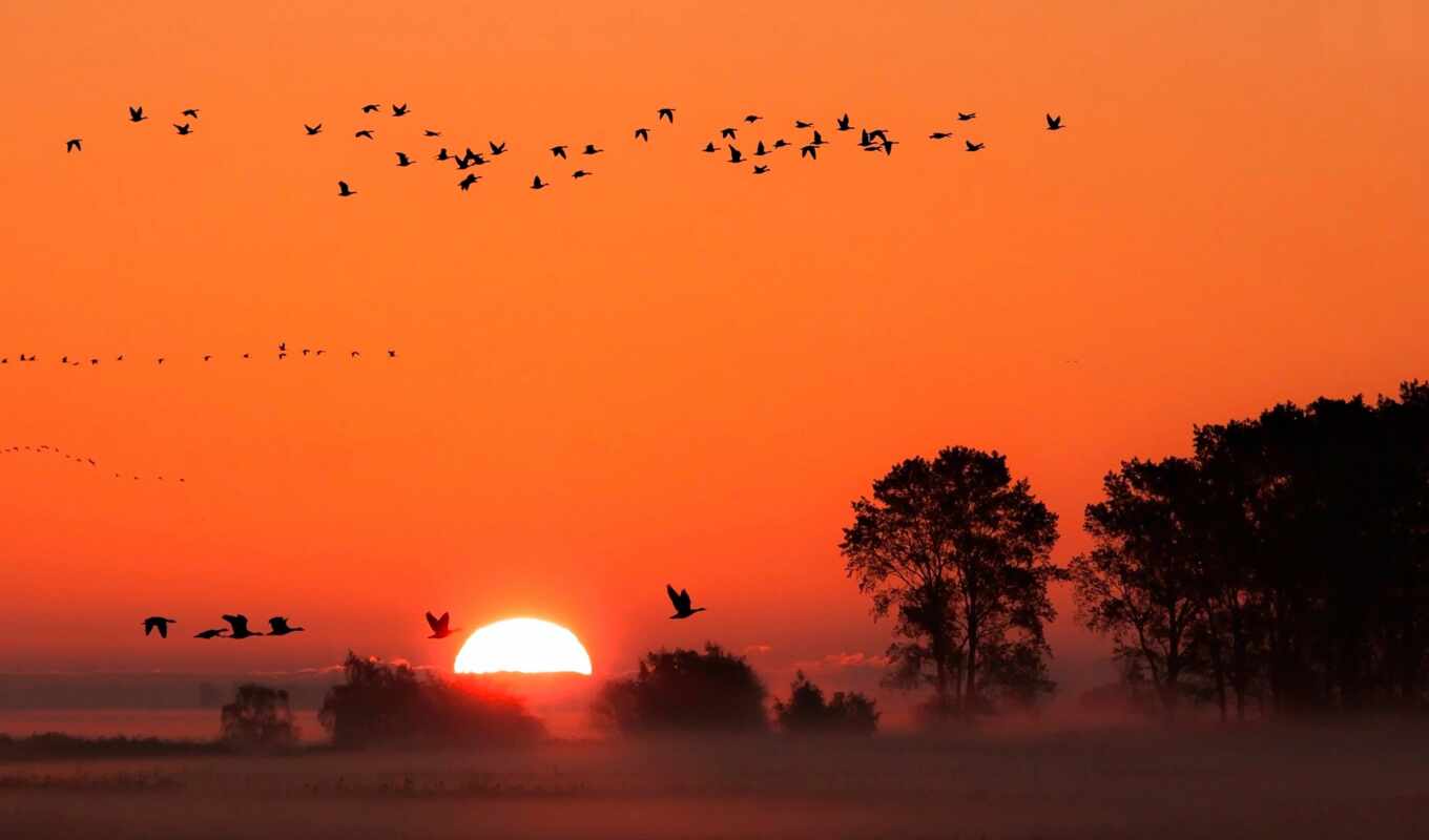 picture, sunrise, bird, fog, lever, amazon, sun, derevyaskachat