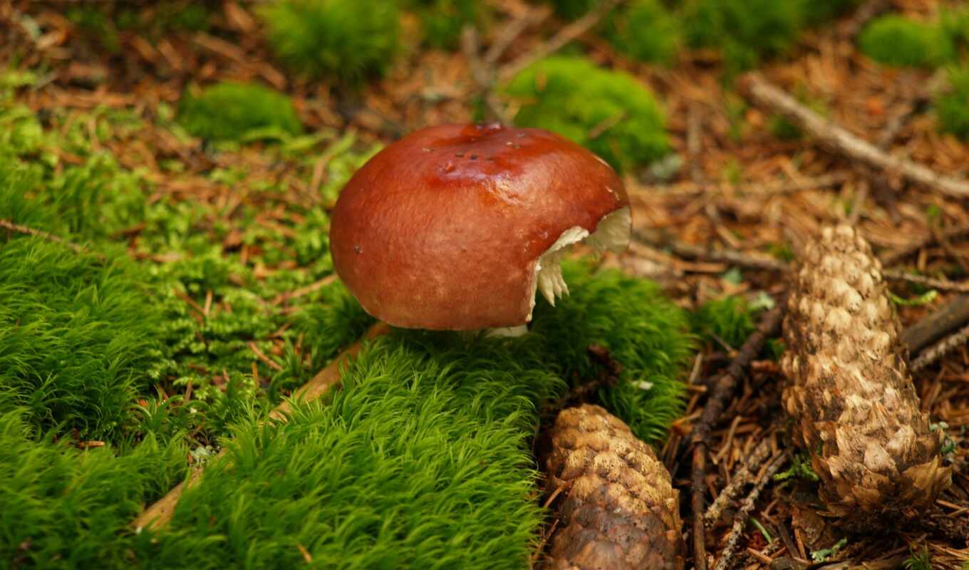 лес, mushroom
