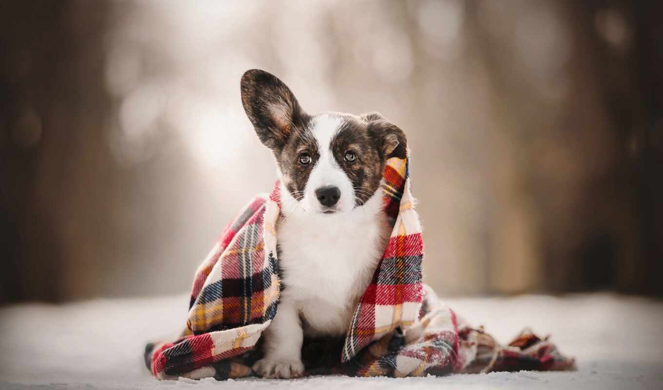 щенок, собака, little, снег