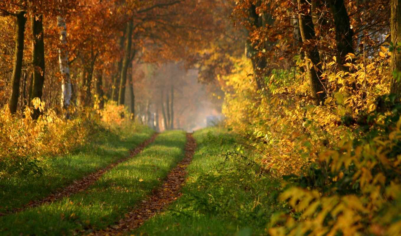 лес, осень, красивый