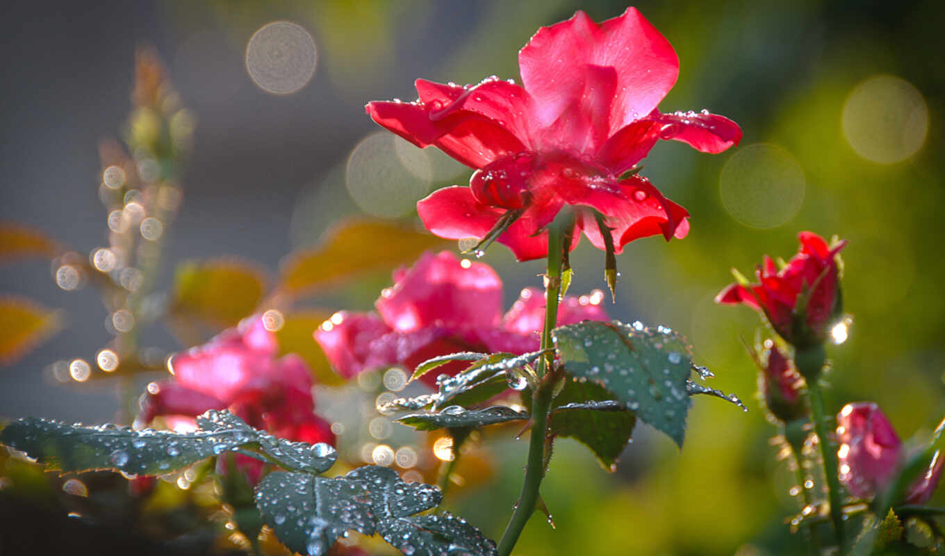 flowers, rose, drop, picture, rain, to find, dew, takeoff, thous