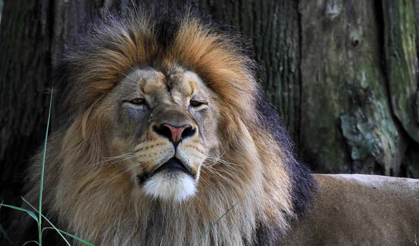 lion, cat, big, predator, animal, peak cut