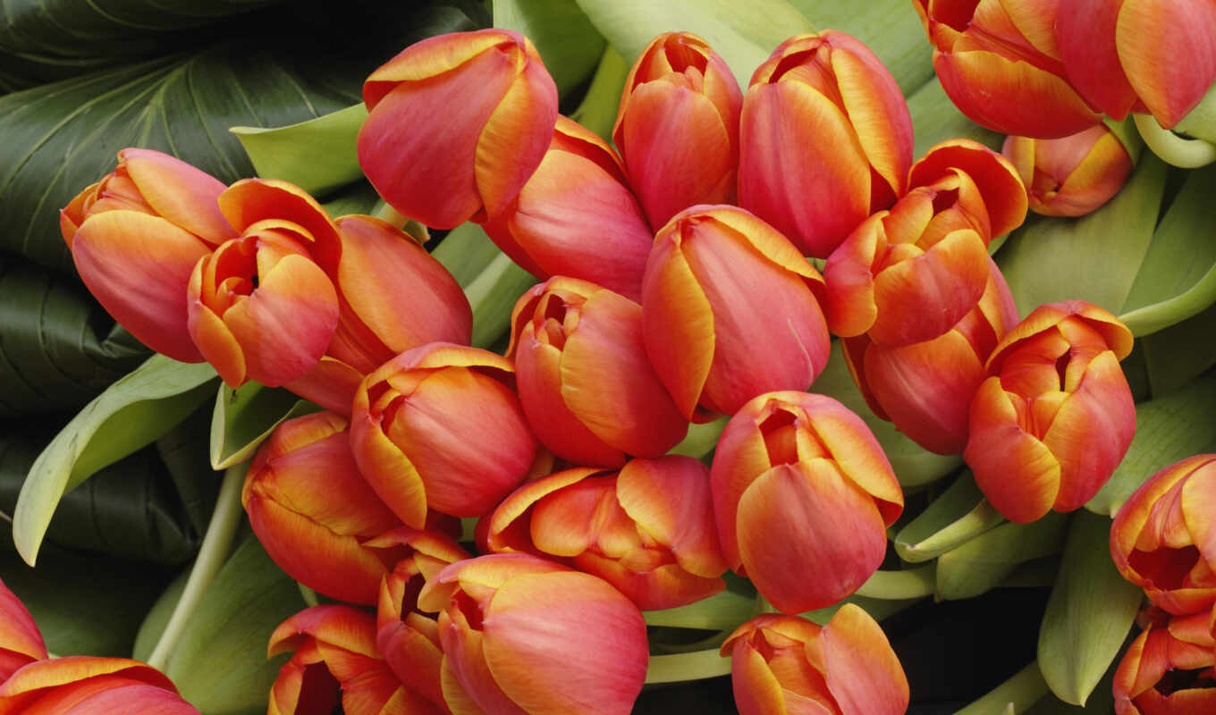 retro, Red, tulips