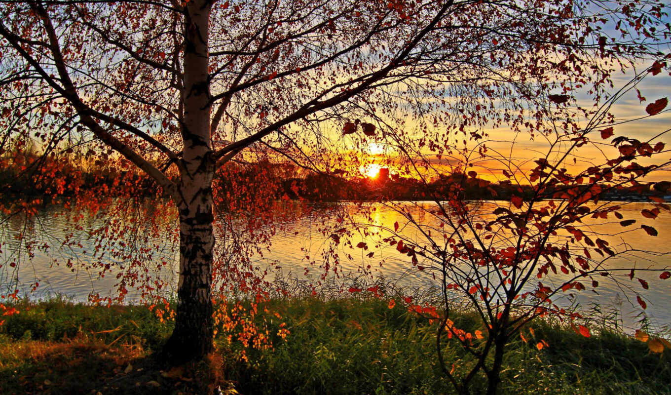 lake, nature, russian, forest, autumn, trees, birch tree, birches, Yaroslavl