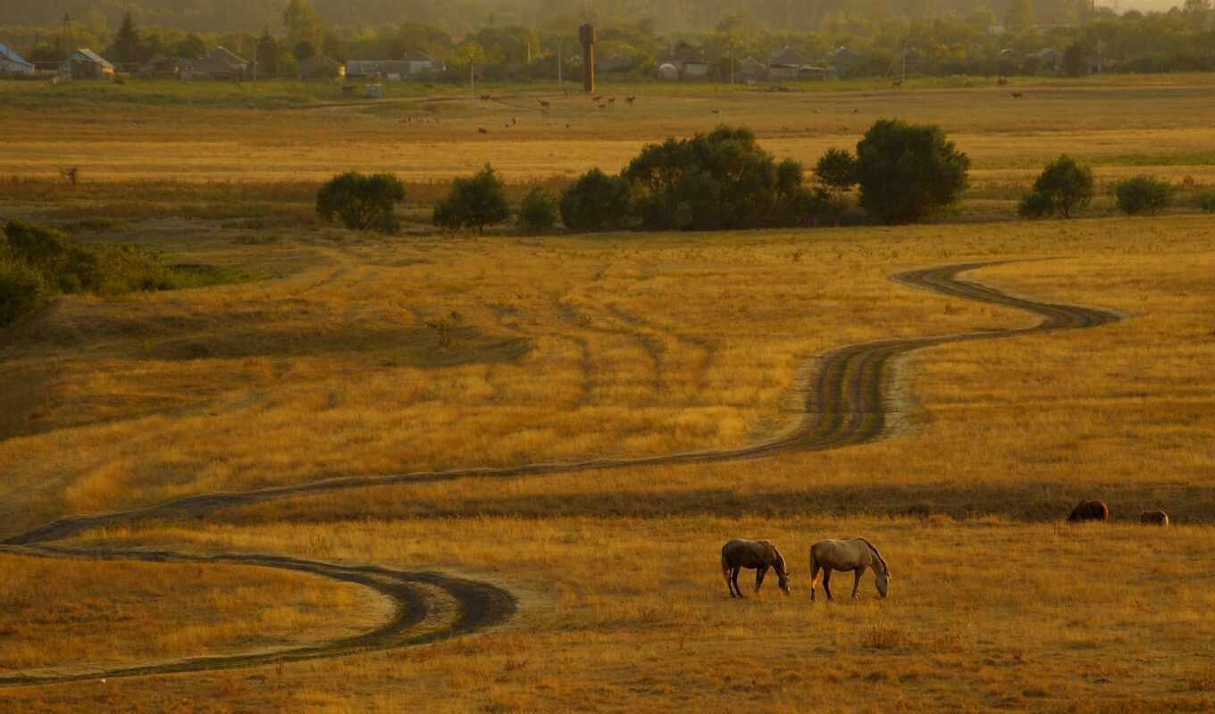 sunset, road, field, evening, car, horses, river, run, settlement