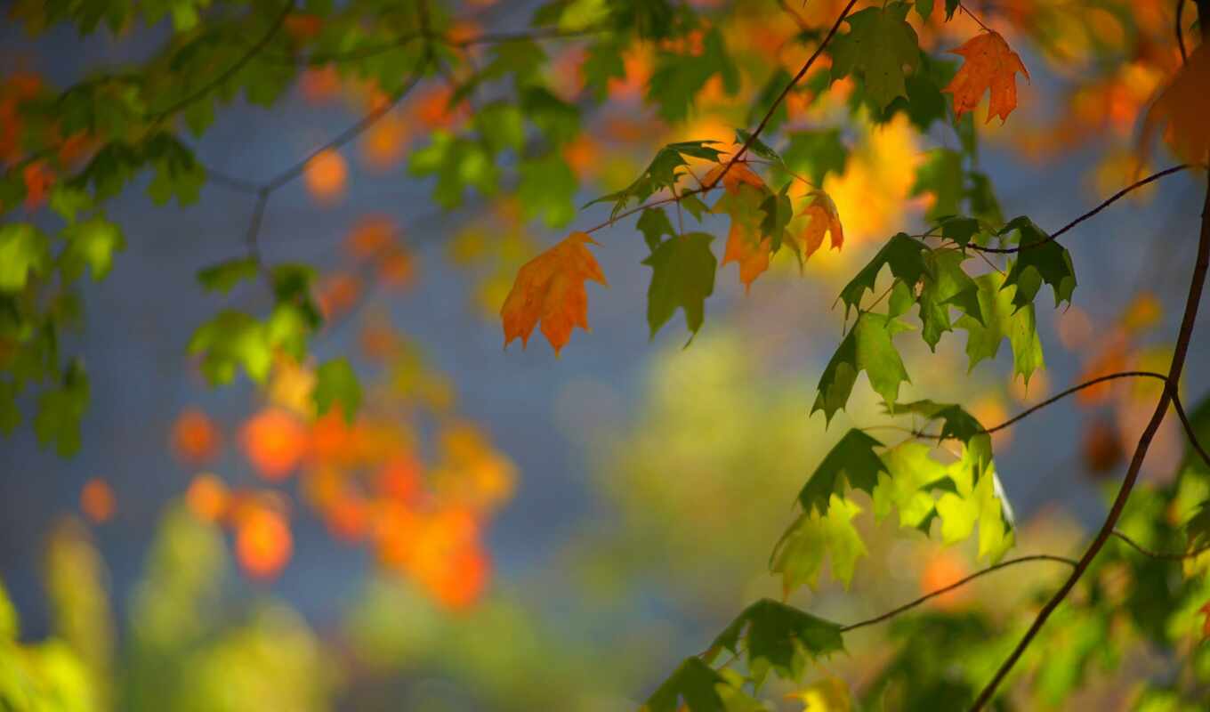 desktop, листья, осень, листва, maple, ветви, bokeh
