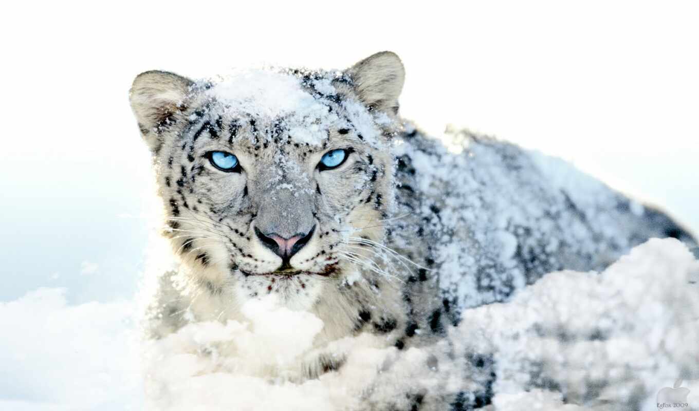 доска, снег, see, леопард, animal, pinterest, идея, explore
