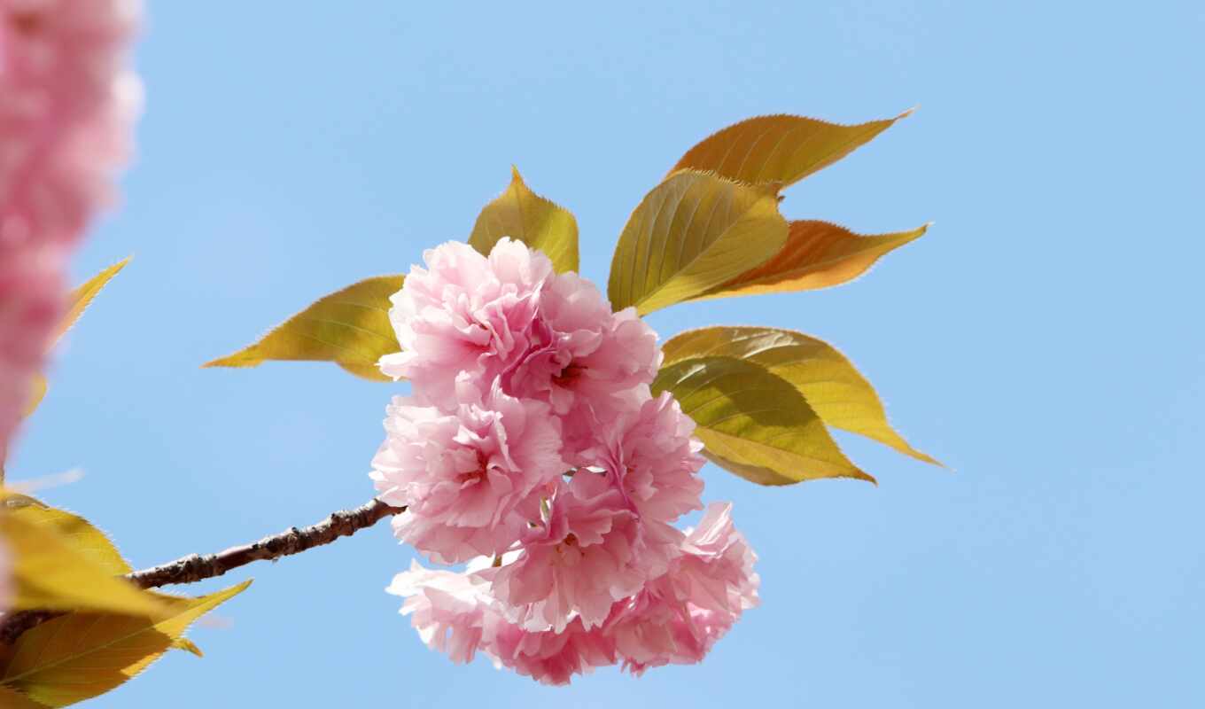 цветы, картинка, лепестки, cherry, розовый, весна, лепесток, park, gratis, фолд, cherehat