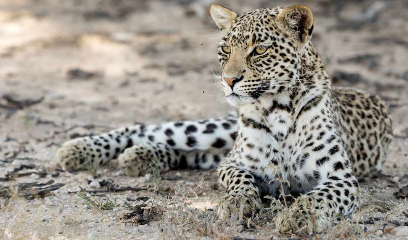 животные, ми, леопард, хищник, animal, panthera, leopardo, pardus