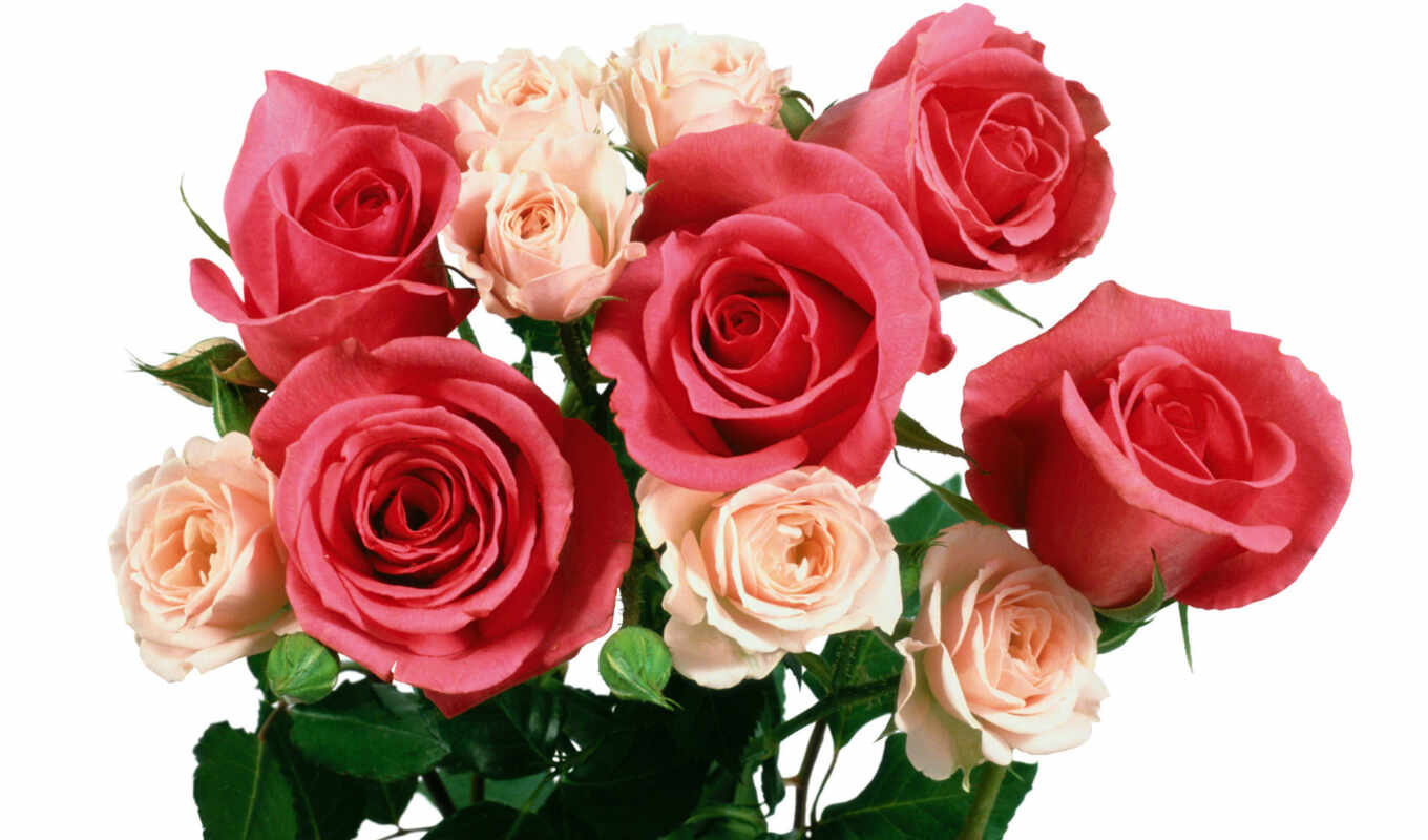роза, день, праздник, букет, тюльпан, поздравление