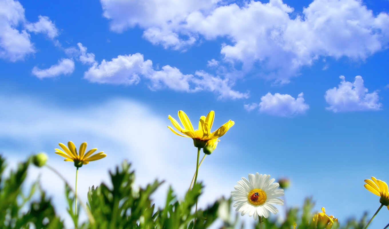sky, flowers, field, spring, god, cow, chamomile