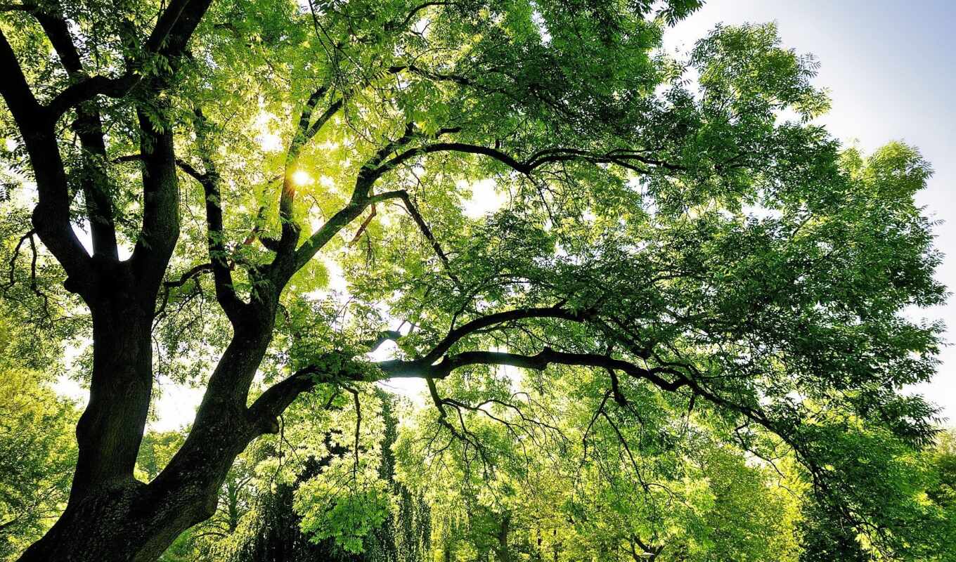 nature, sky, full, tree, beautiful