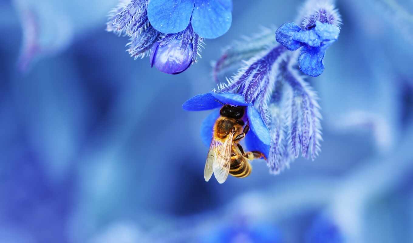 blue, flower, honey, bee