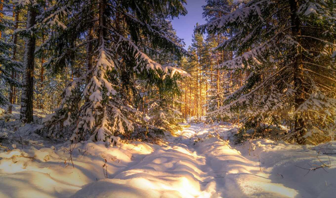 природа, winter, лес, yol, zima