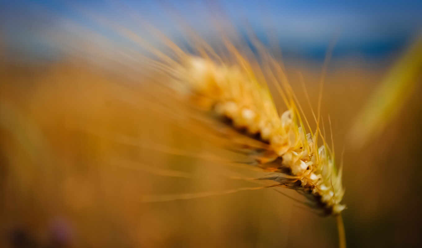 grass, winter, earrings, plant, seed, crop, blurring, cereal, agriculture, wheat