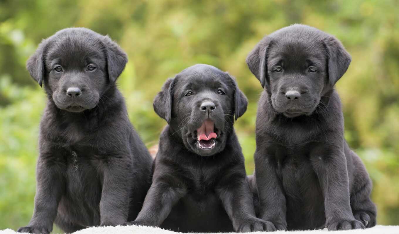 black, cute, dog, puppy, Labrador, retriever, amounts