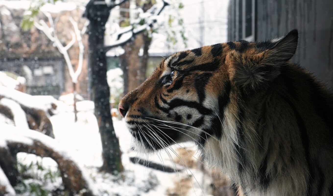 profile, снег, winter, кот, хищник, тигр, морда