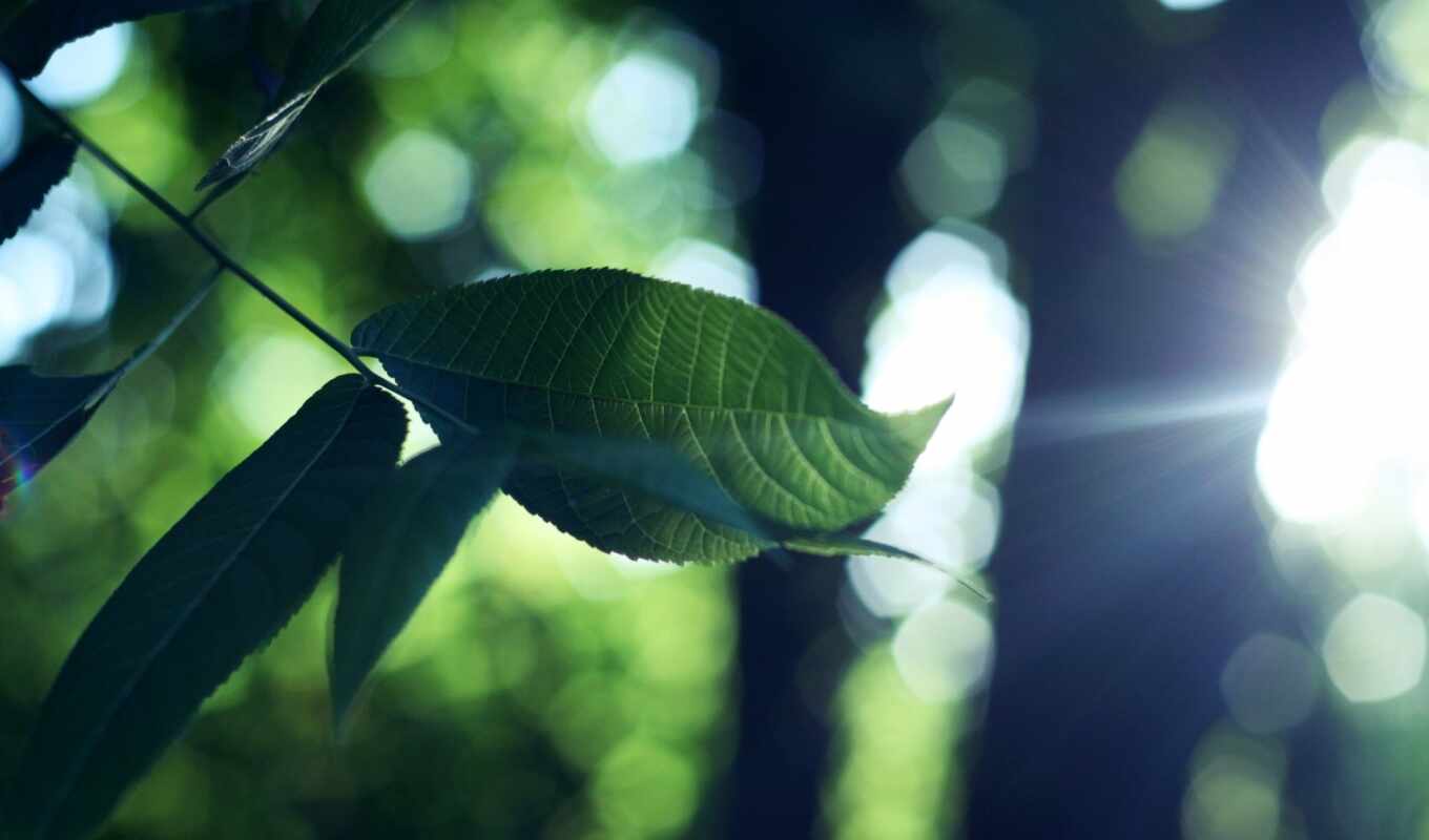 растение, leaf