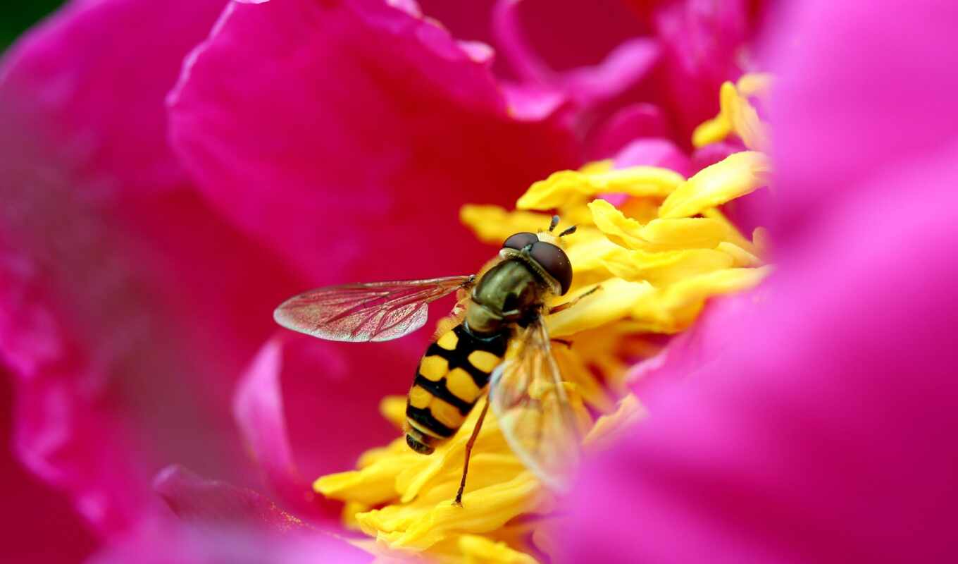 цветы, пчелка, розовый, animal, насекомое, yellow, пикпхби