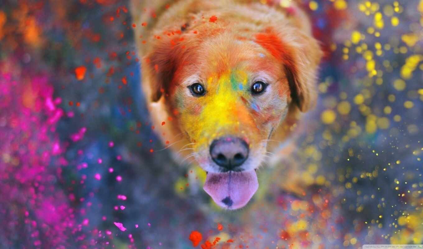 colorful, paint, dog, animal, retriever, dust