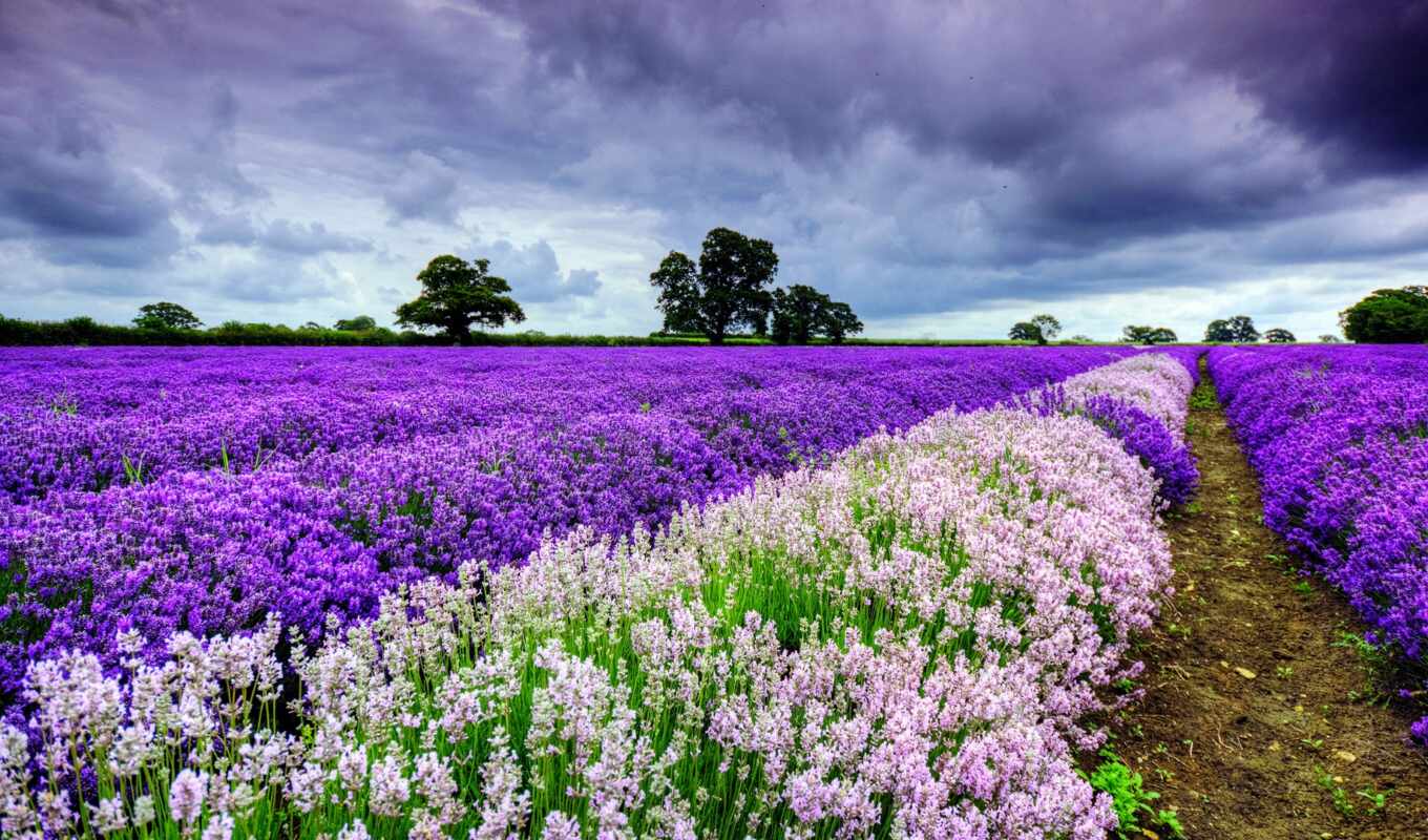 sky, field, trees, lavender, luanda, cloud, margin, lavender